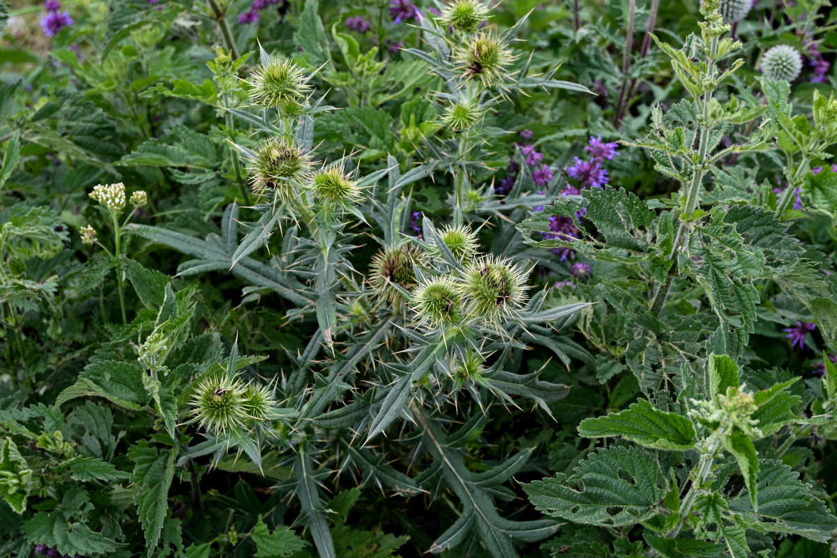 Изображение особи Cirsium ciliatum.