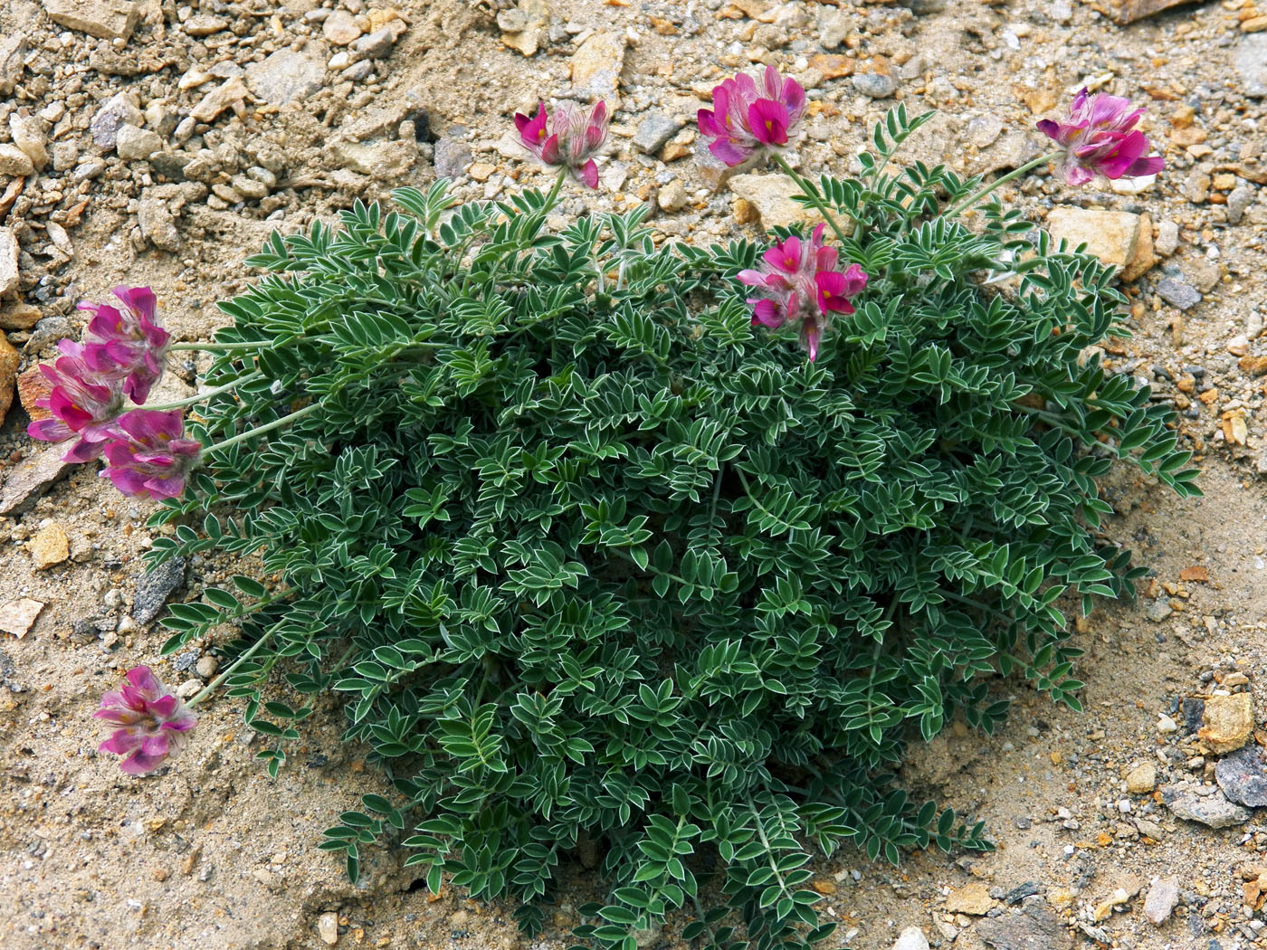 Image of genus Hedysarum specimen.