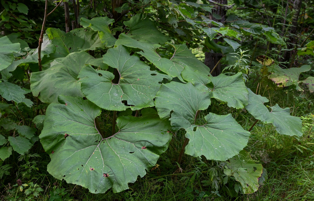 Image of Petasites amplus specimen.