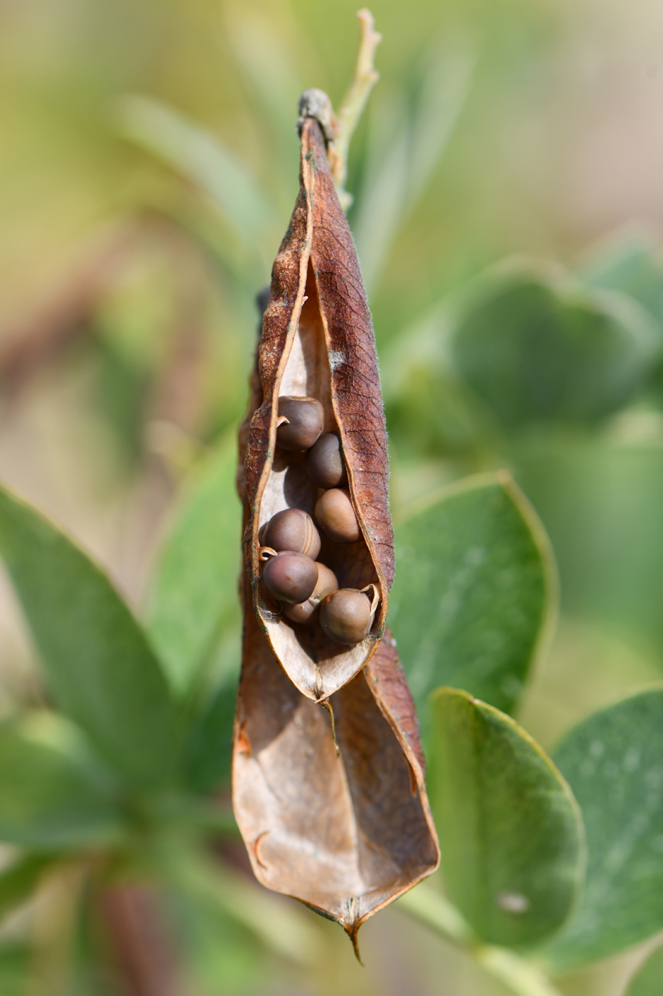 Изображение особи Lathyrus japonicus ssp. pubescens.