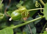 Passiflora foetida