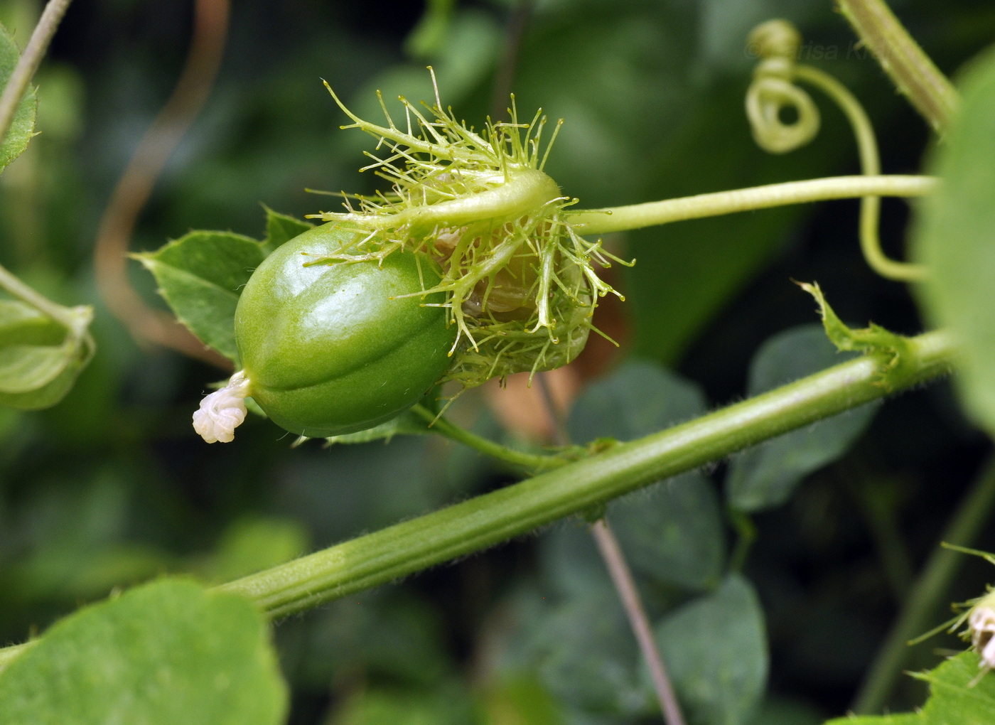 Изображение особи Passiflora foetida.