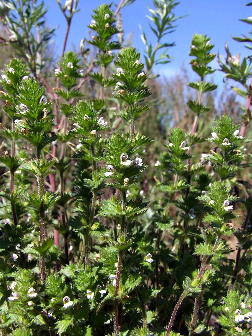 Изображение особи Euphrasia hirtella.