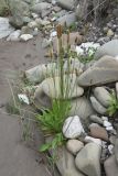 Plantago lanceolata. Отцветающее растение. Чечня, Шаройский р-н, устье р. Кенхи, левый берег. 12 августа 2023 г.