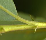 Image of taxon representative. Author is Алексей Чернышев
