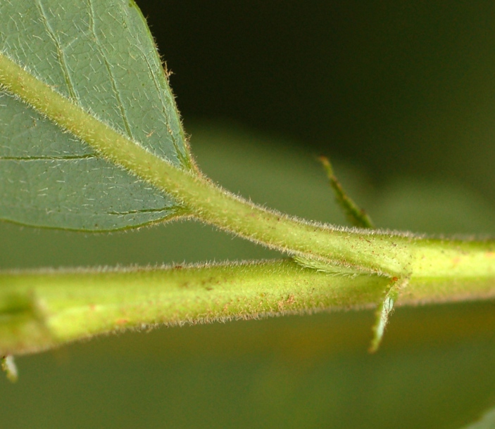 Изображение особи Salix kangensis.