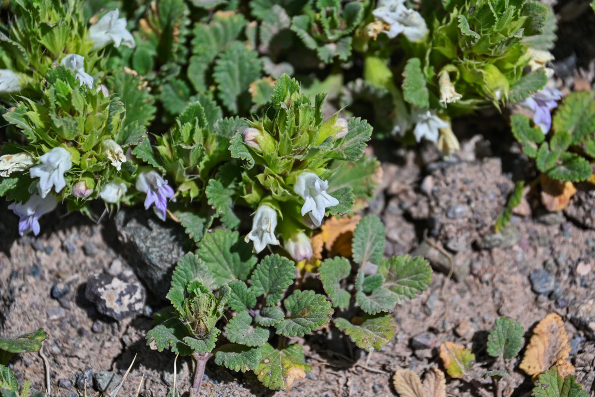 Изображение особи Dracocephalum heterophyllum.