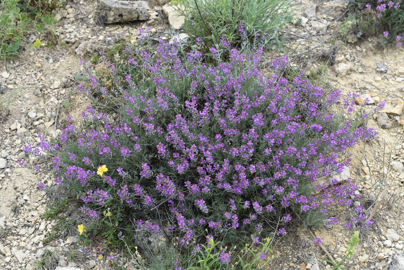 Изображение особи Astragalus subuliformis.