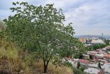 Celtis caucasica