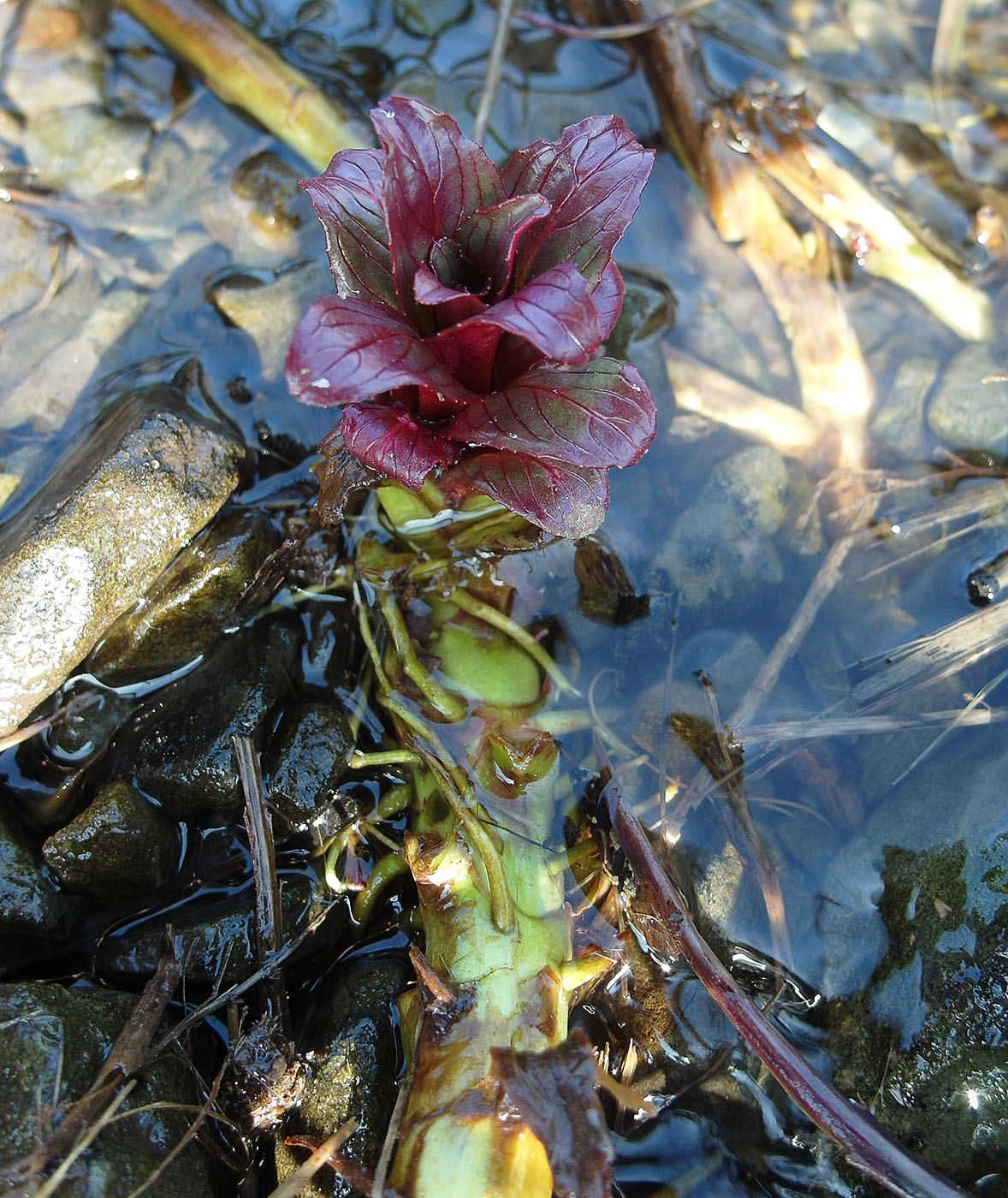 Image of genus Epilobium specimen.