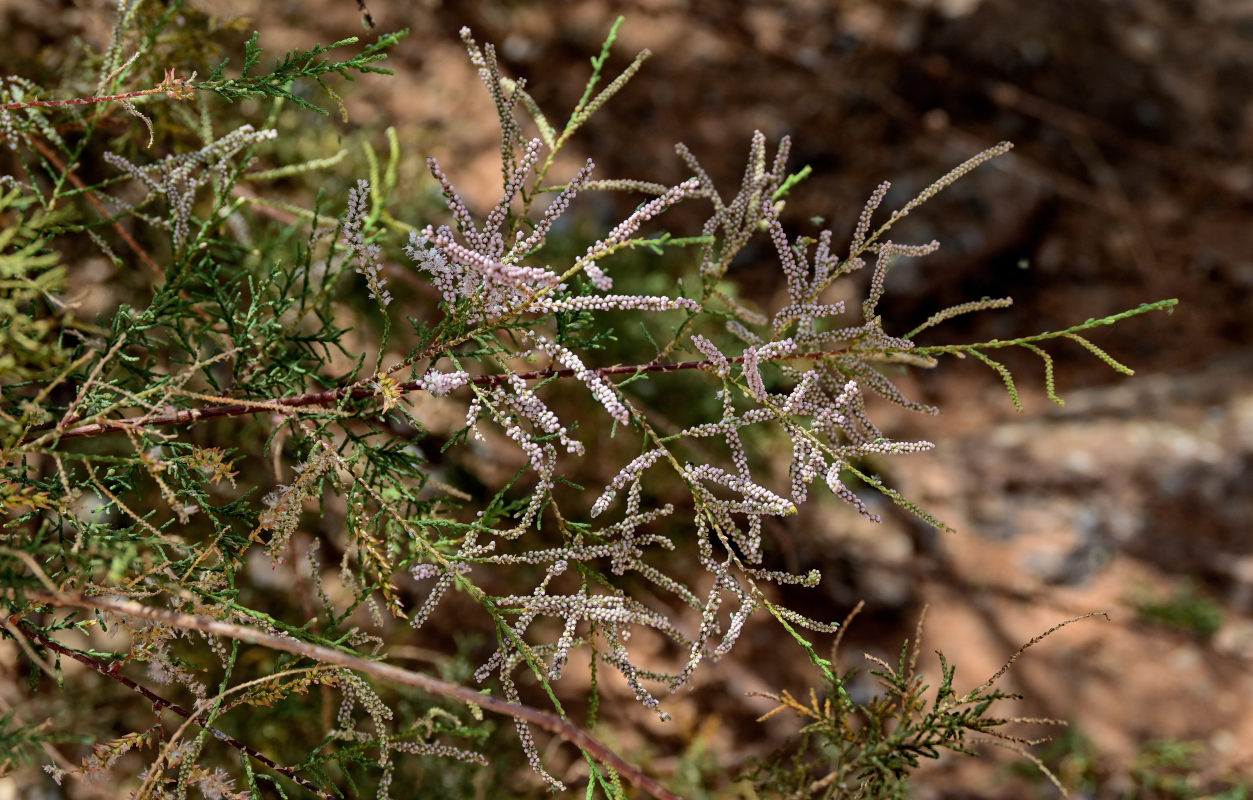 Image of genus Tamarix specimen.