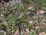 Muscari neglectum