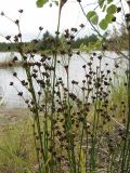 Juncus alpino-articulatus