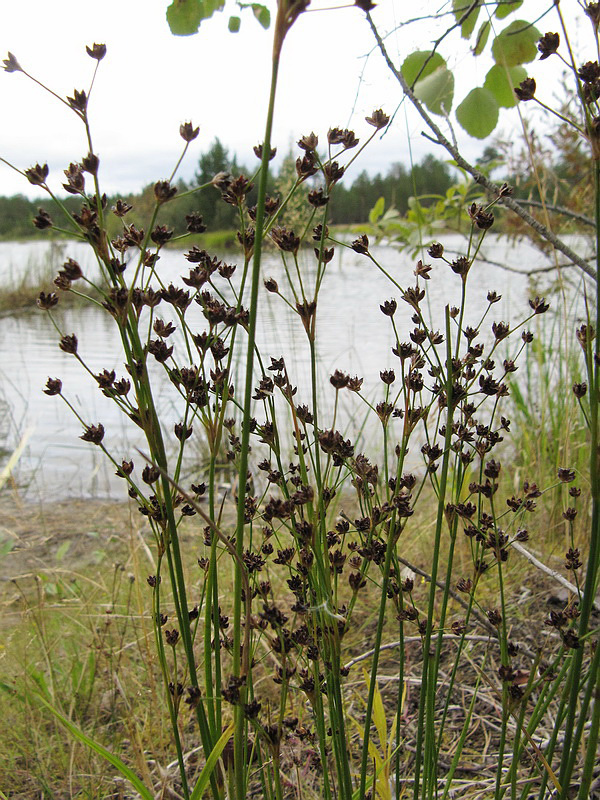 Изображение особи Juncus alpino-articulatus.