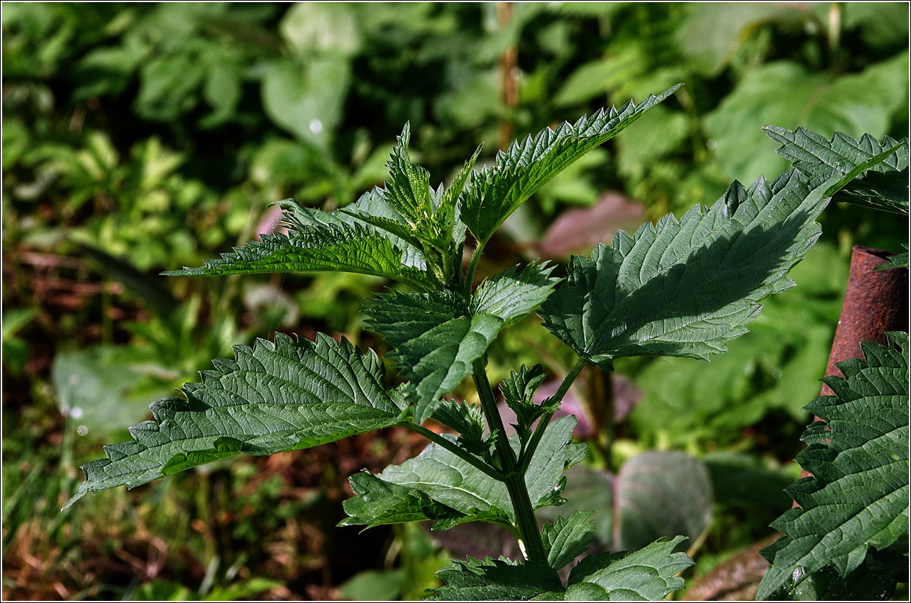 Изображение особи Urtica dioica.