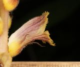 Orobanche laxissima