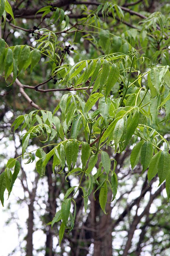 Изображение особи Phellodendron amurense.