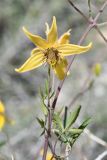 Clematis tangutica