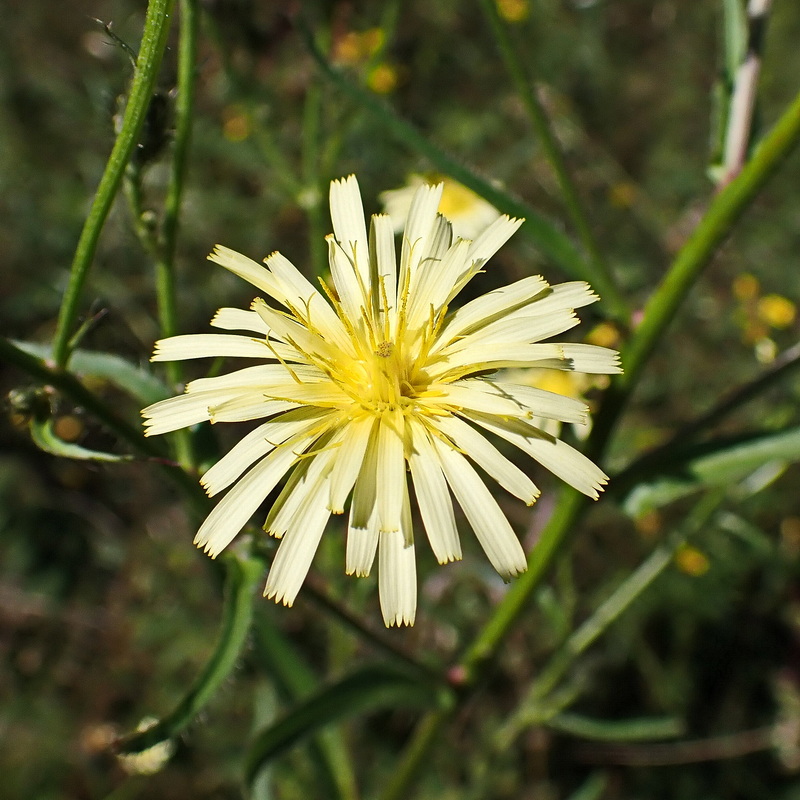 Image of Picris davurica specimen.