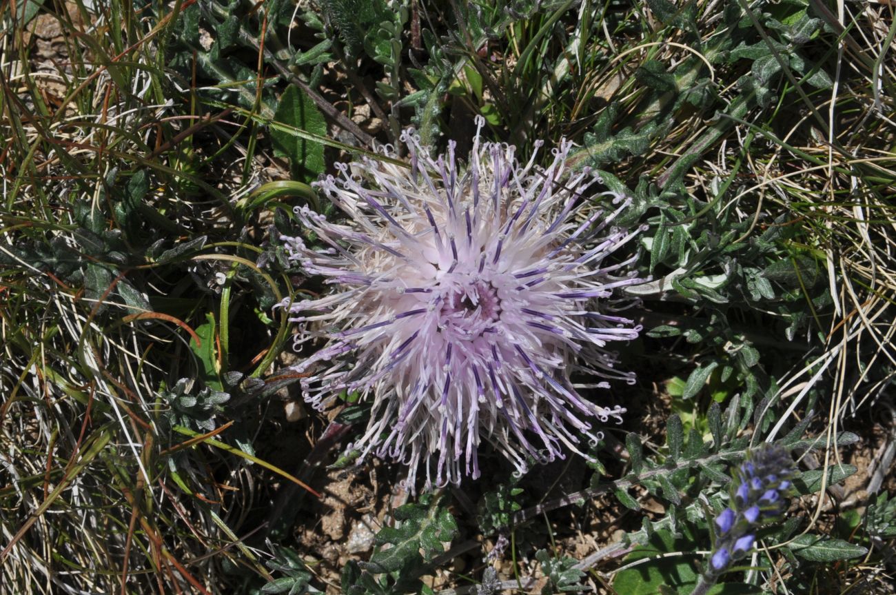 Image of Jurinella subacaulis specimen.