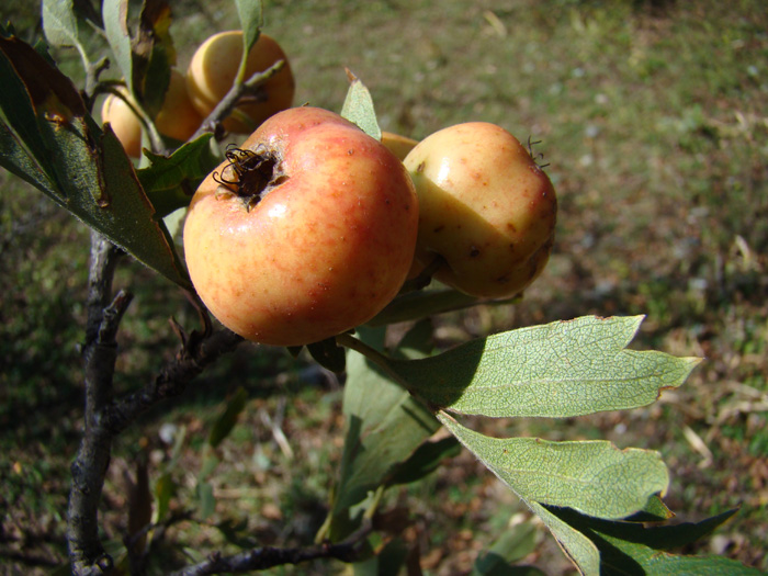 Image of Crataegus pontica specimen.