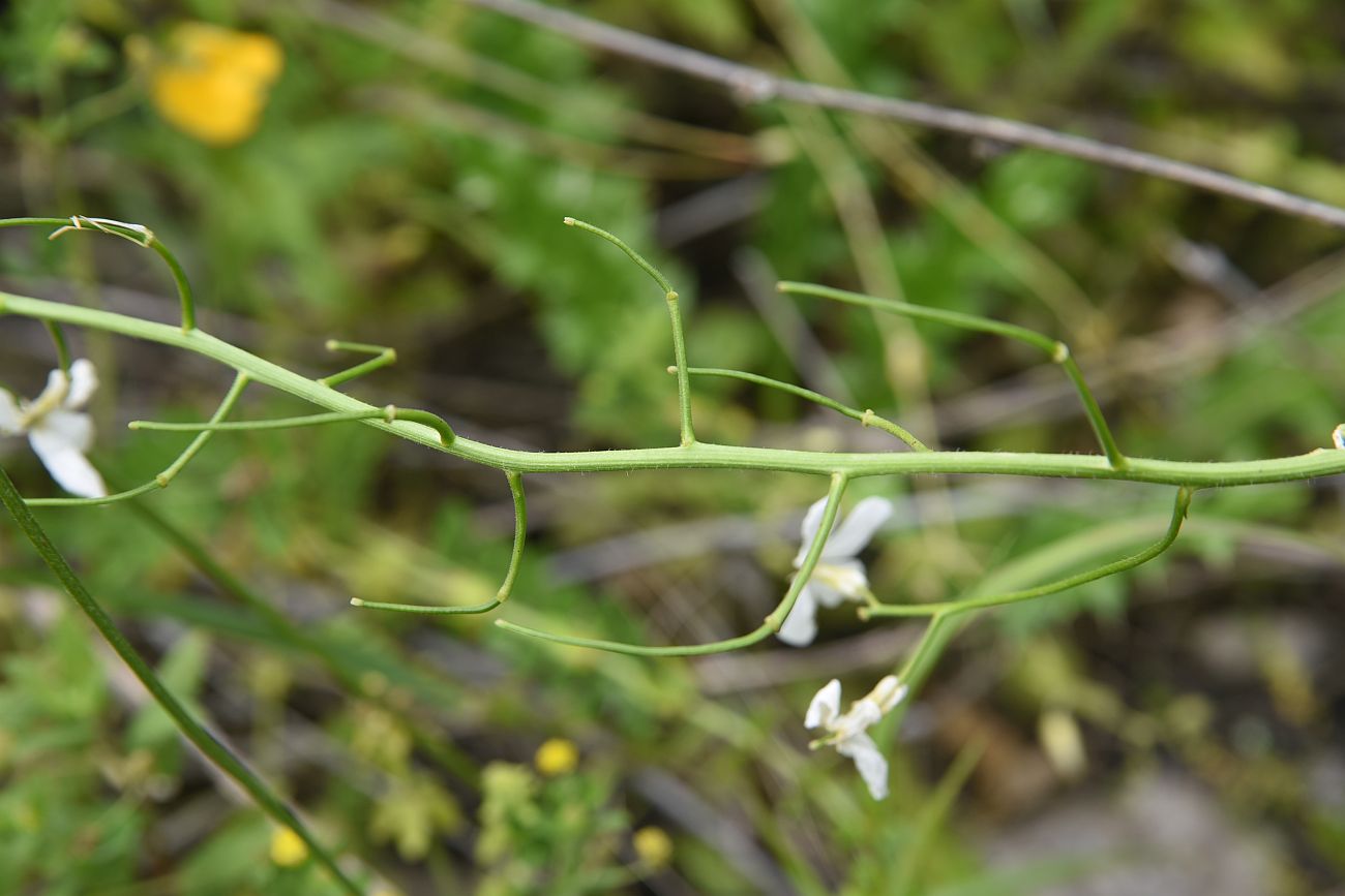 Изображение особи Hesperis voronovii.