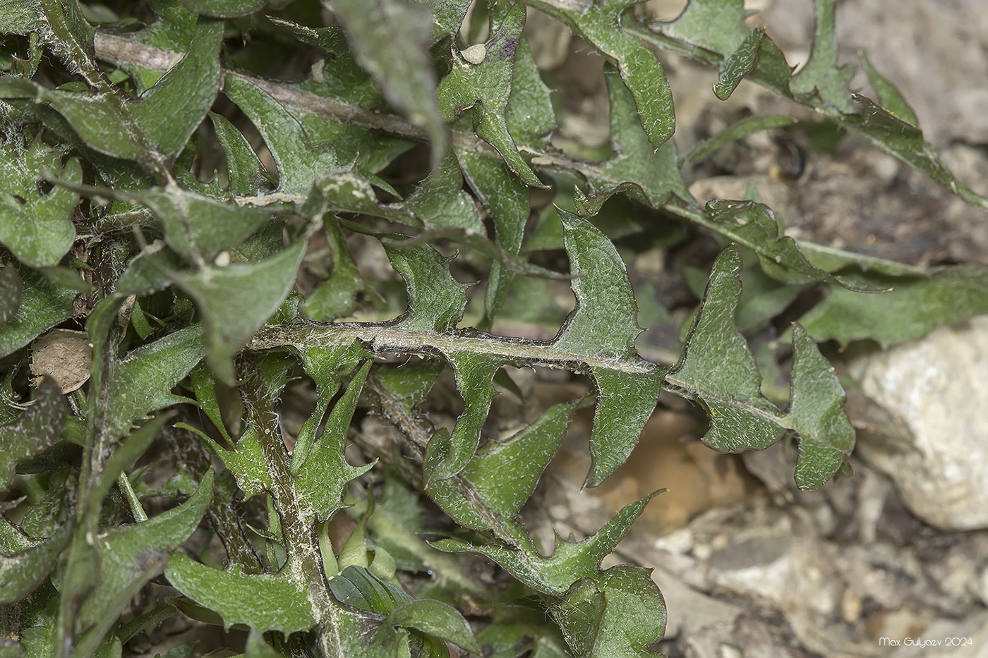 Image of genus Taraxacum specimen.