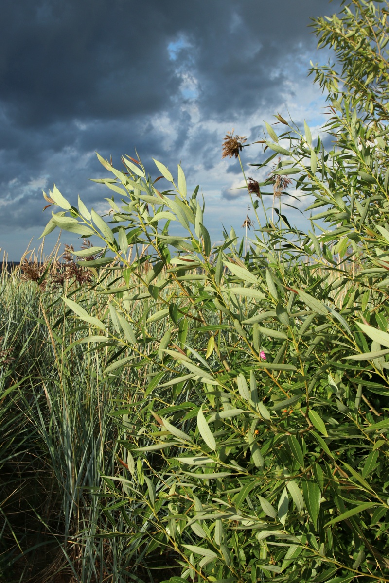 Image of Salix pentandra specimen.