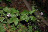 Geranium gracile. Верхняя часть цветущего и плодоносящего растения. Краснодарский край, Адлерский р-н, Краснополянский поселковый округ, горнолыжный курорт \"Роза Хутор\", экотропа, широколиственный лес, склон оврага. 10.09.2023.