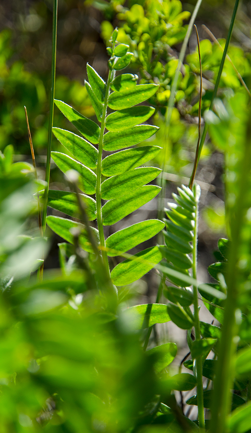 Image of Oxytropis spicata specimen.