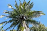 Jubaea chilensis. Крона отплодоносившего растения. Краснодарский край, Сочи, Хостинский р-н, парк \"Дендрарий\", в культуре. 13.03.2025.