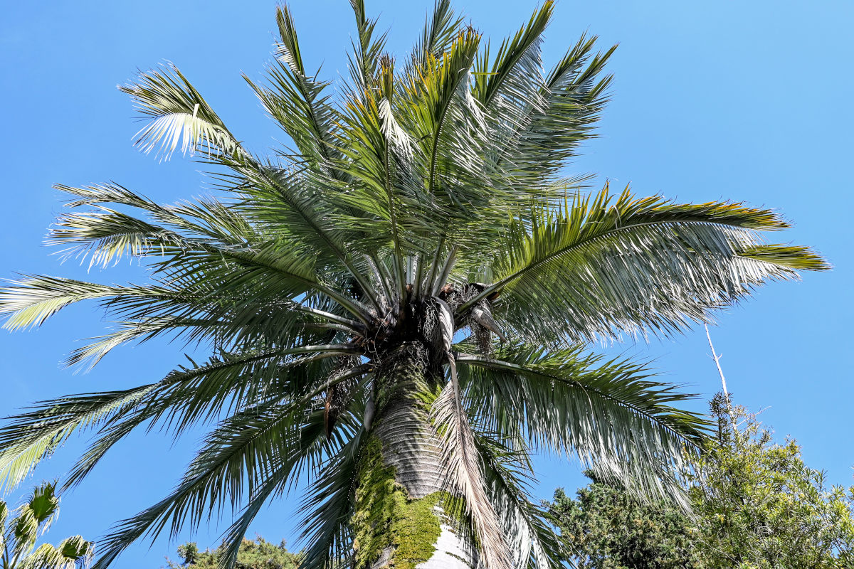 Image of Jubaea chilensis specimen.