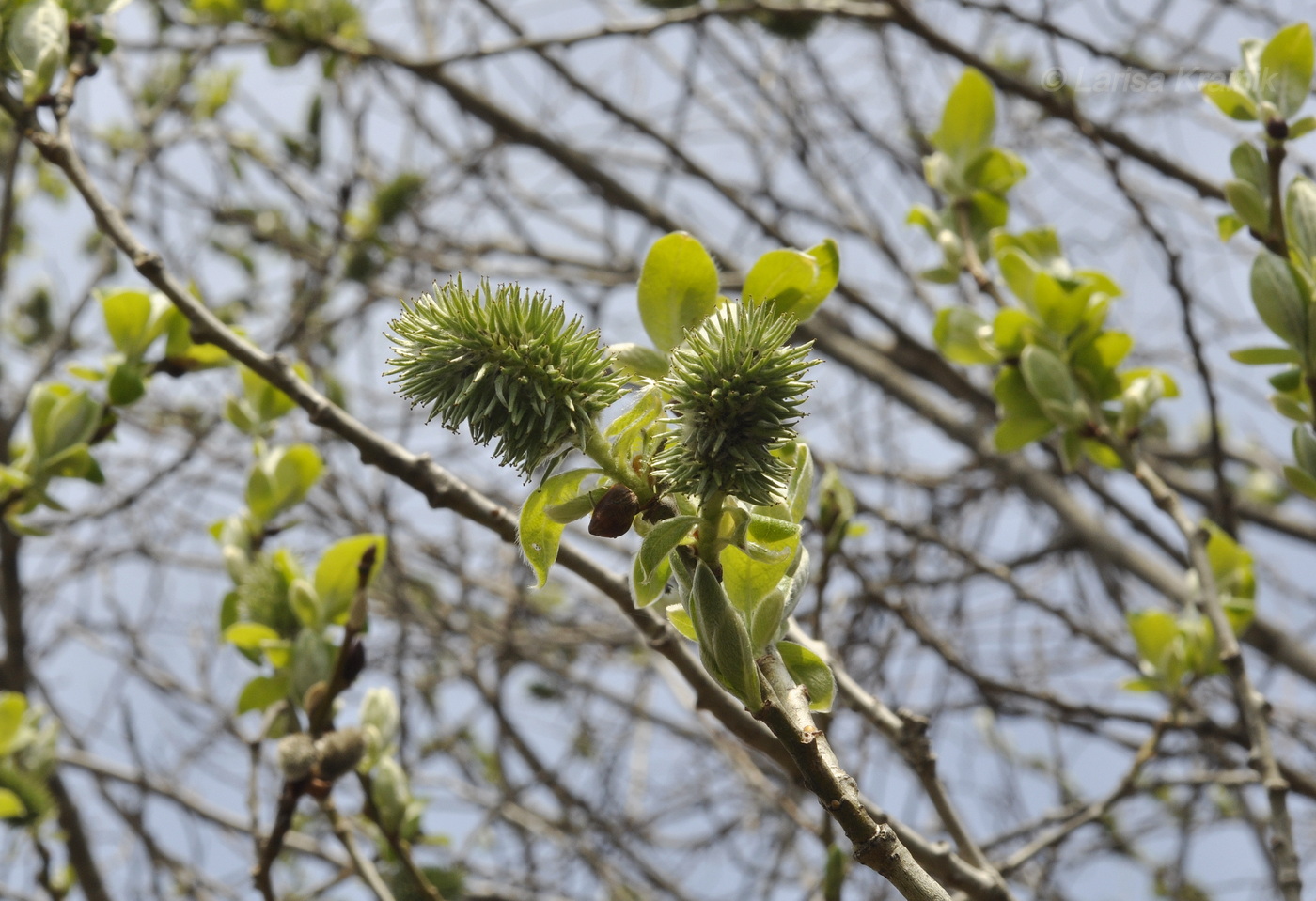 Image of Salix caprea specimen.