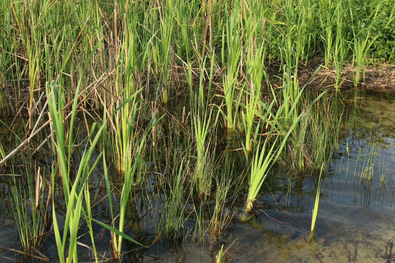 Image of genus Typha specimen.