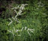 Aconogonon alpinum. Верхушка цветущего растения. Пермский край, Кунгурский р-н, окр. с. Плехановское, ур. Спасская гора, распадок. 02.06.2025.
