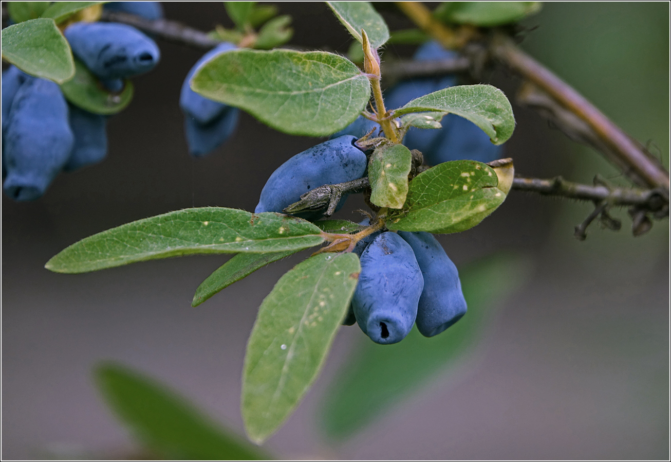 Image of Lonicera edulis specimen.