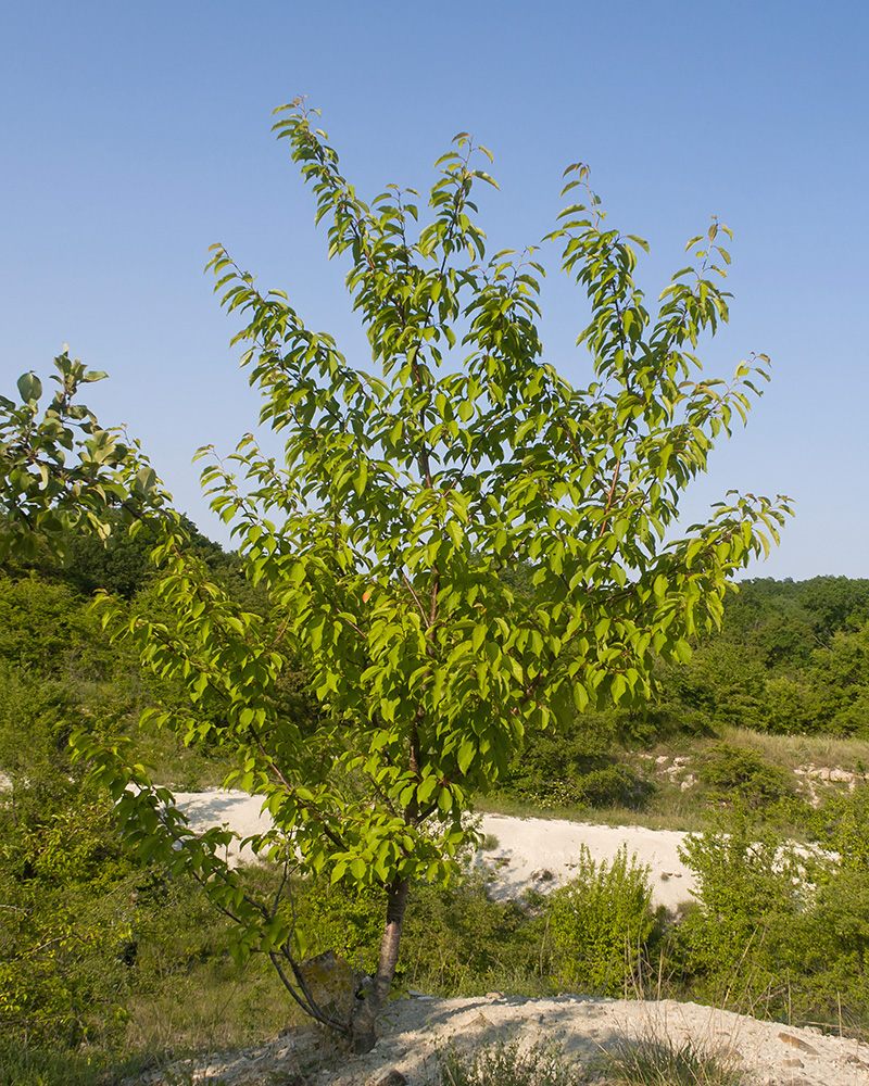 Image of Cerasus avium specimen.