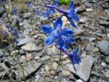 Delphinium lipskyi