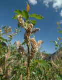 View full-size image genus Salix