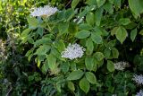 Sambucus nigra