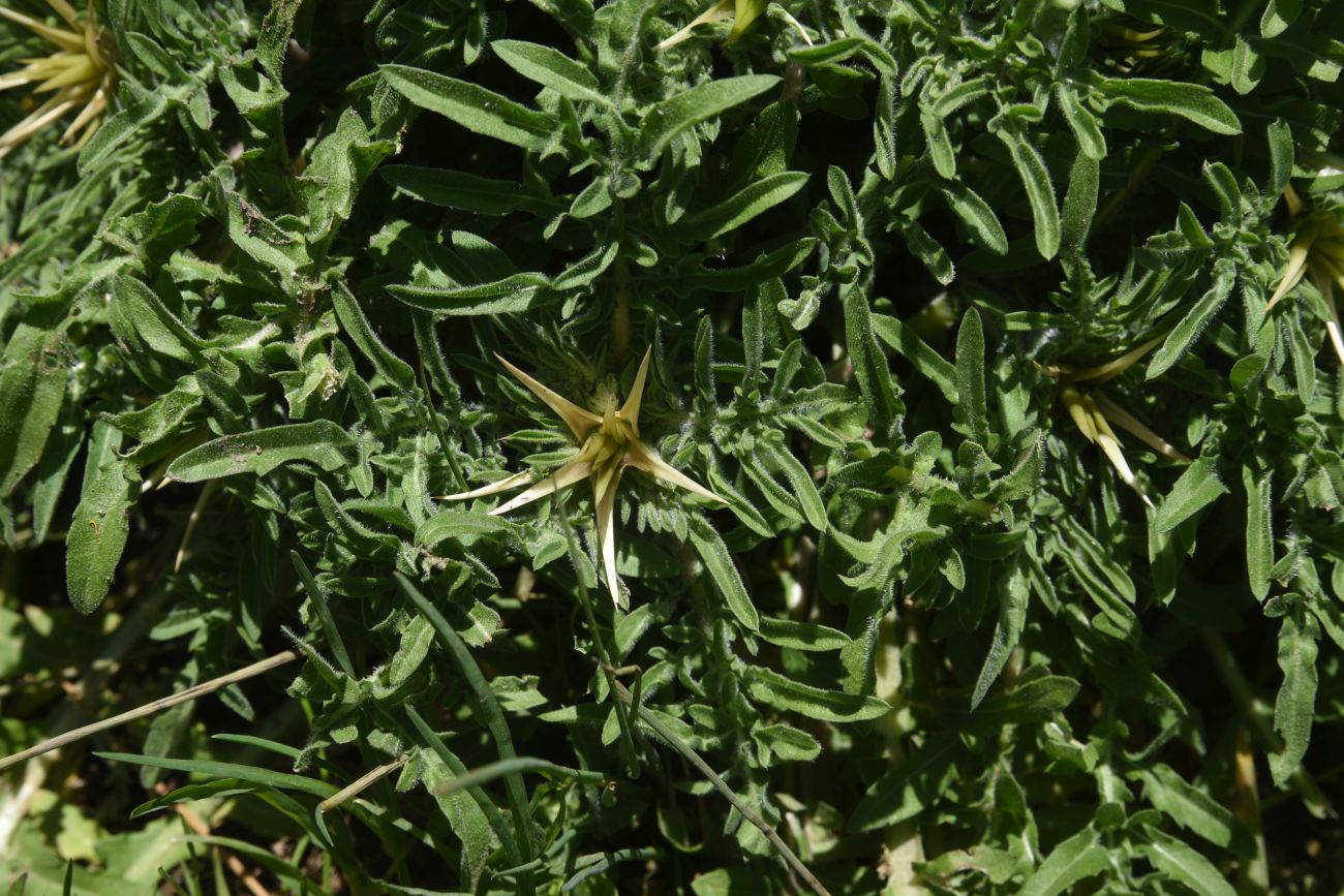 Изображение особи Centaurea iberica.