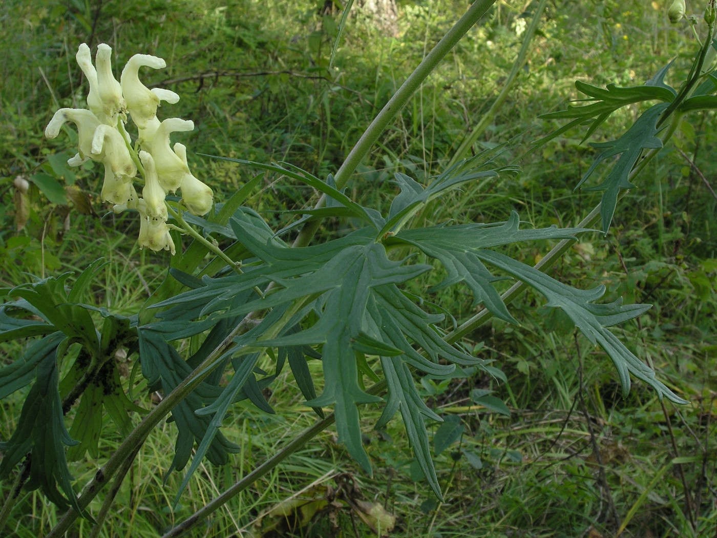 Image of Aconitum barbatum specimen.