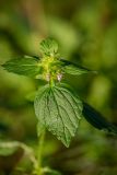 Galeopsis bifida. Верхушка цветущего и плодоносящего растения. Калужская обл., Перемышльский р-н, дол. р. Жиздра, песчаный склон у реки. 13.08.2025.
