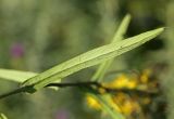 Image of taxon representative. Author is Вера Волкотруб