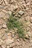 род Equisetum