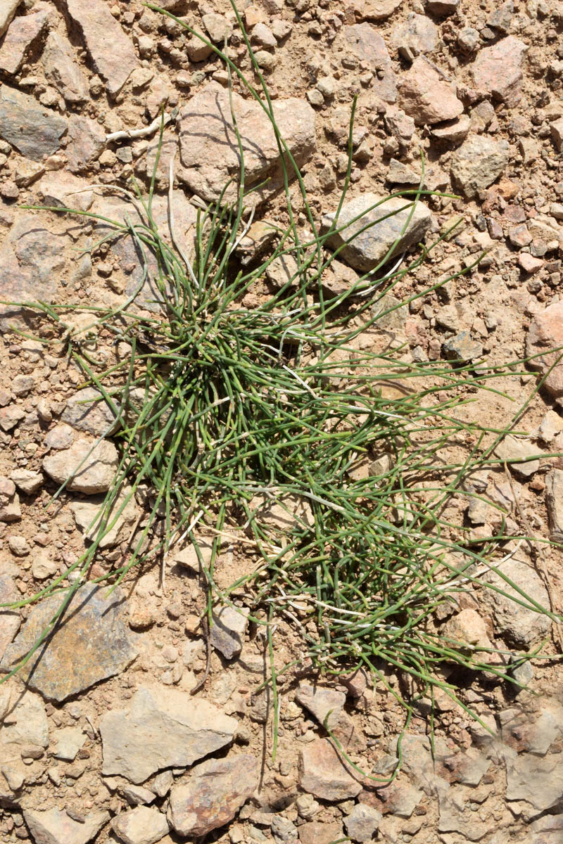 Изображение особи род Equisetum.