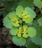 Chrysosplenium alternifolium. Верхушка цветущего растения. Пермский край, г. Пермь, Свердловский р-н, м-н Липовая Гора, сырой хвойный лес. 25.05.2025.
