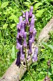 Aconitum moldavicum