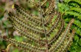 Dryopteris affinis. Часть вайи с сорусами (вид на абаксиальную поверхность). Португалия, Азорские о-ва, о-в Сан-Мигел, окр. оз. Лагоа-ду-Фогу, ≈ 1000 м н.у.м., луговой склон. 14.08.2025.