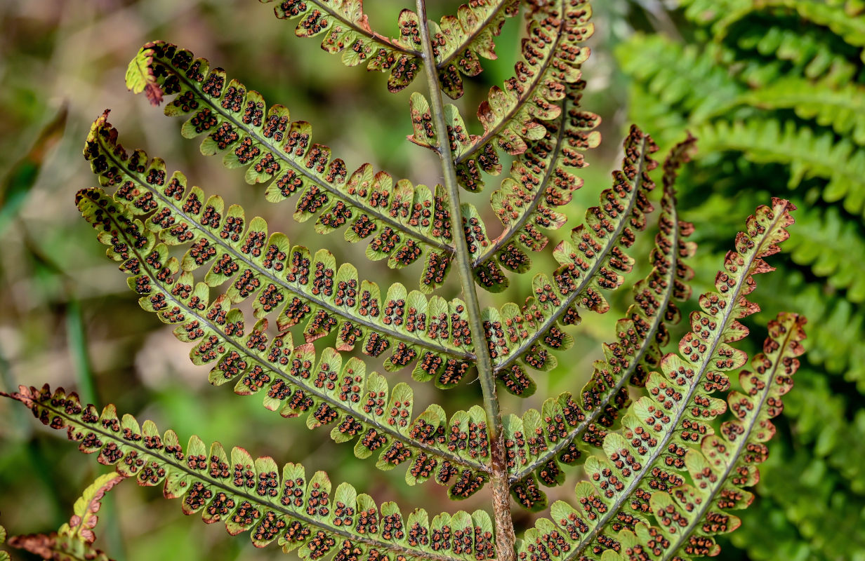 Изображение особи Dryopteris affinis.